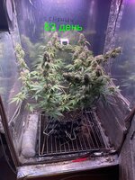 IMG_2769.jpeg