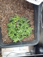 IMG_20260123_180629_821.jpg
