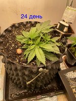 IMG_2848.jpeg