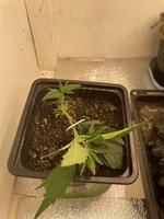 IMG_2881.jpeg