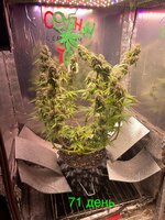 IMG_2949.jpeg