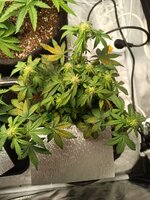 IMG_20260201_195017.jpg