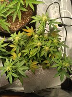 IMG_20260202_161303.jpg