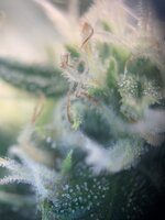 IMG_9831.jpeg