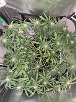 IMG_9882.jpeg