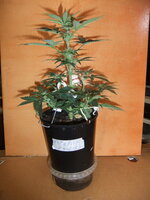 DSCF0172.JPG
