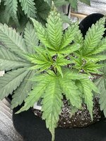 IMG_3609 2.jpeg