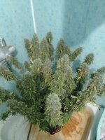 IMG_20260213_134822.jpg