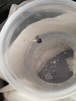 IMG_5288.jpeg
