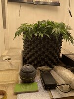 IMG_3064.jpeg