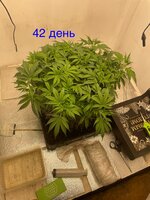 IMG_3083.jpeg