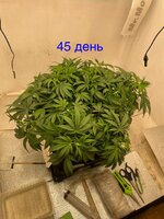 IMG_3121.jpeg