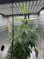 IMG_3682 2.jpeg