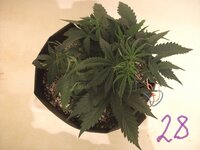 DSCF2783.JPG