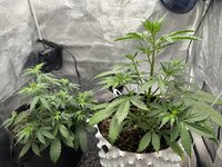 IMG_9778.jpeg
