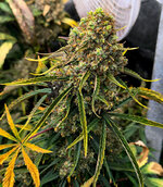 Grape Kong Auto fem.jpg