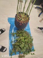 IMG_20260219_162418.jpg