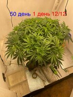 IMG_3210.jpeg