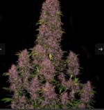 Screenshot_2026-03-02-11-48-17-967_com.android.chrome.png