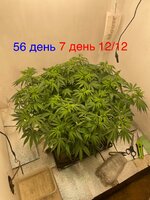 IMG_3297.jpeg