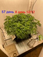 IMG_3303.jpeg