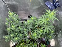 IMG_0129.jpeg