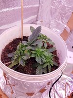 IMG_20250511_230710.jpg