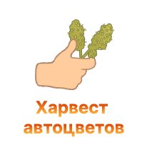 harvest avtotsvetov-100.jpg