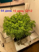 IMG_3427.jpeg