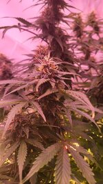 IMG_0919.jpeg