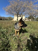 IMG_1222.jpeg