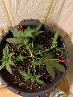 IMG_20260315_203649.jpg