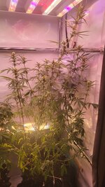 IMG_1006.jpeg