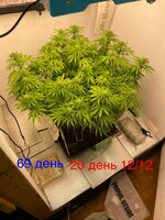 IMG_3477.jpeg
