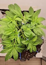 IMG_1055.jpeg
