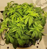 IMG_1058.jpeg