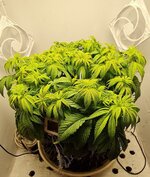 IMG_1059.jpeg
