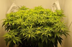 IMG_1062.jpeg