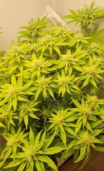 IMG_1068.jpeg