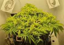 IMG_1109.jpeg