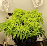 IMG_1108.jpeg