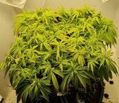 IMG_1110.jpeg