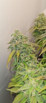 IMG_1127.jpeg