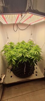 IMG_1155.jpeg