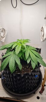 IMG_1183.jpeg