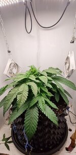 IMG_1184.jpeg