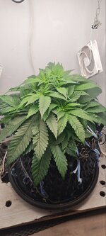 IMG_1186.jpeg