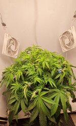 IMG_1189.jpeg