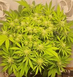 IMG_1195.jpeg
