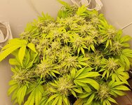 IMG_1199.jpeg